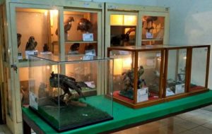Koleksi Museum Biologi