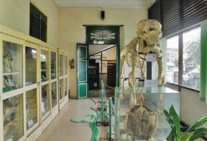 Sejarah Museum Biologi