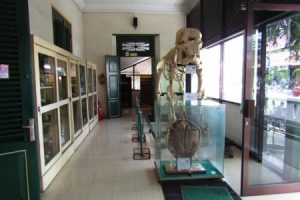 Koleksi Museum Biologi